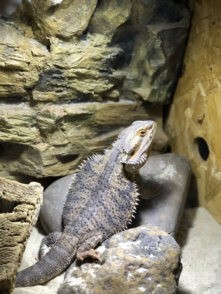 Bartagame | Pogona | Bearded Dragon + Terrarium + Zubehör