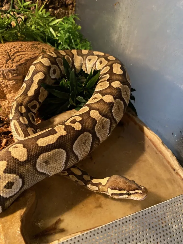 0.1 (Female) Lesser Königspython (Python regius)