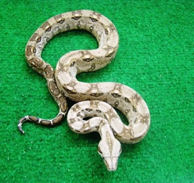 Boa Constrictor Imperator,  helle  Mexiko Boa cancun, Kaiserboa