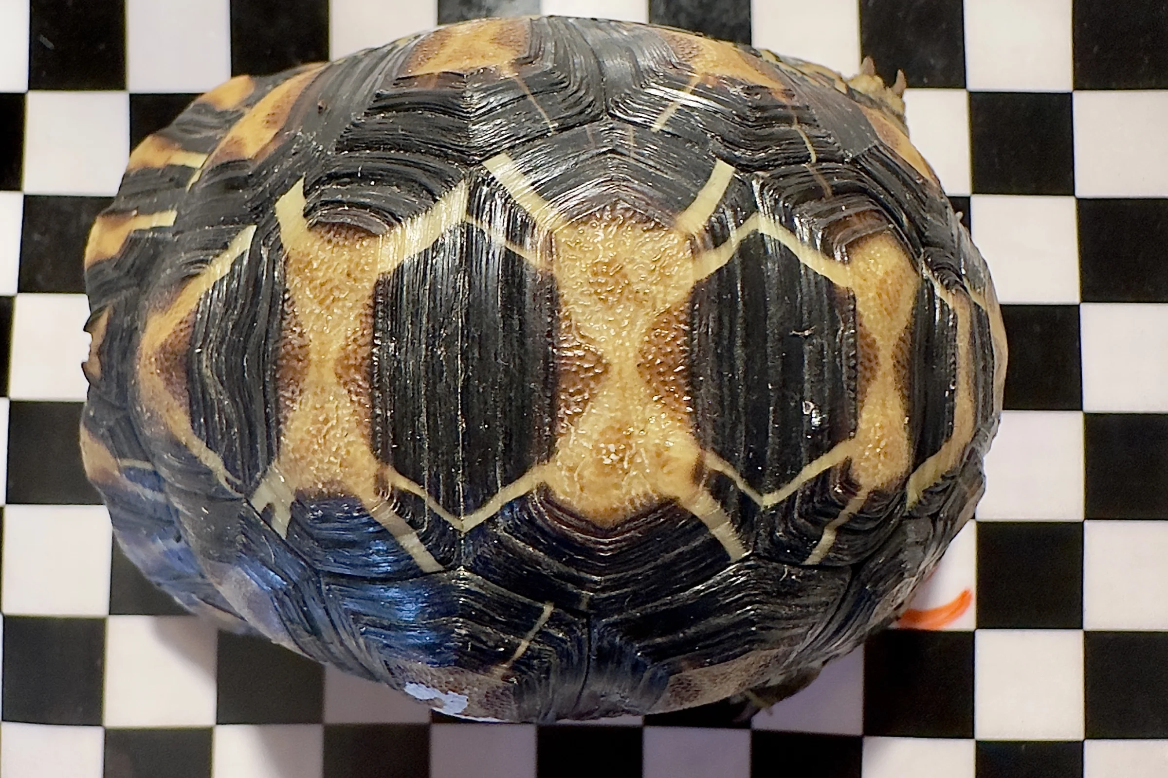 Strahlenschildkröten Nachzuchten 2024