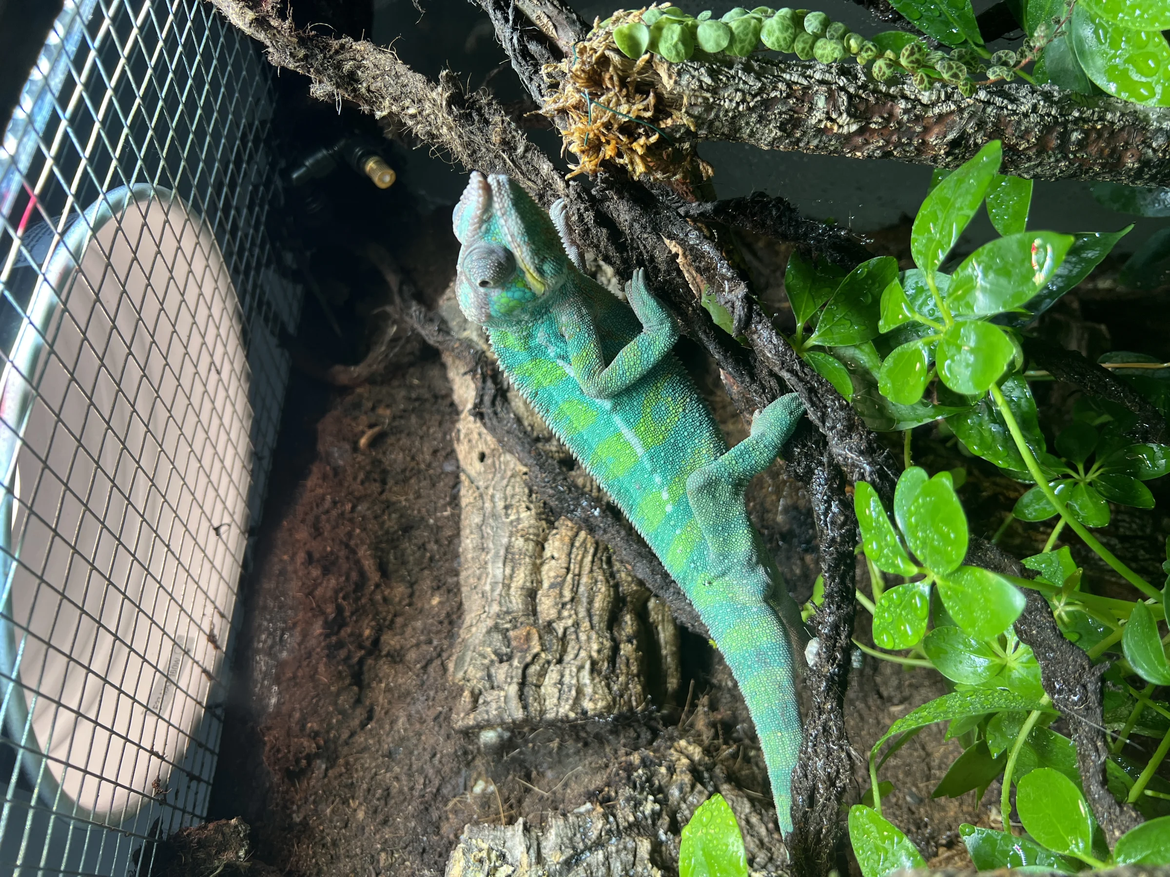 🦎 Pantherchamäleon-Männchen mit komplettem Terrarium abzugeben