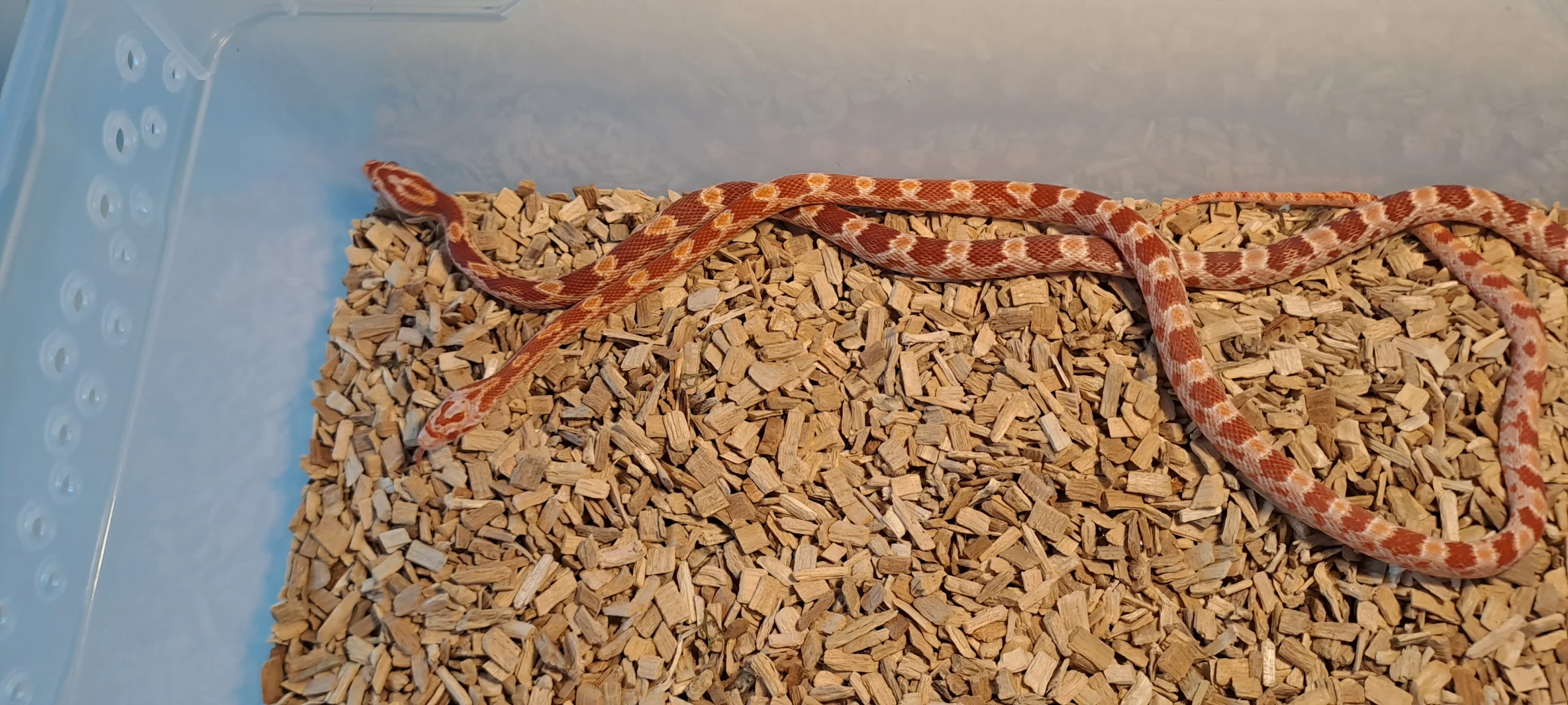 2 x Amelanistic Kornnattern Pantherophis guttatus