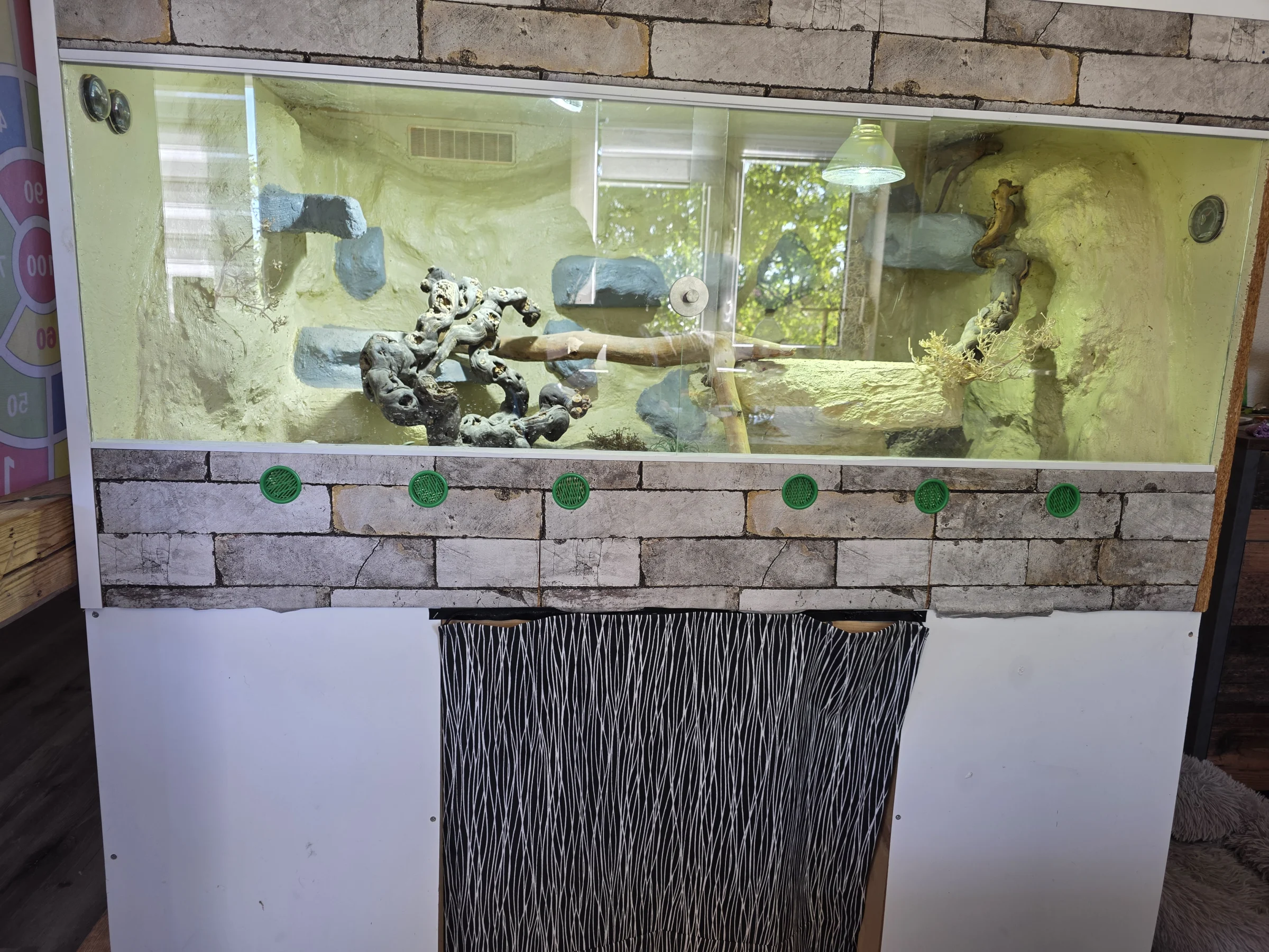 Bartagame inkl. Terrarium