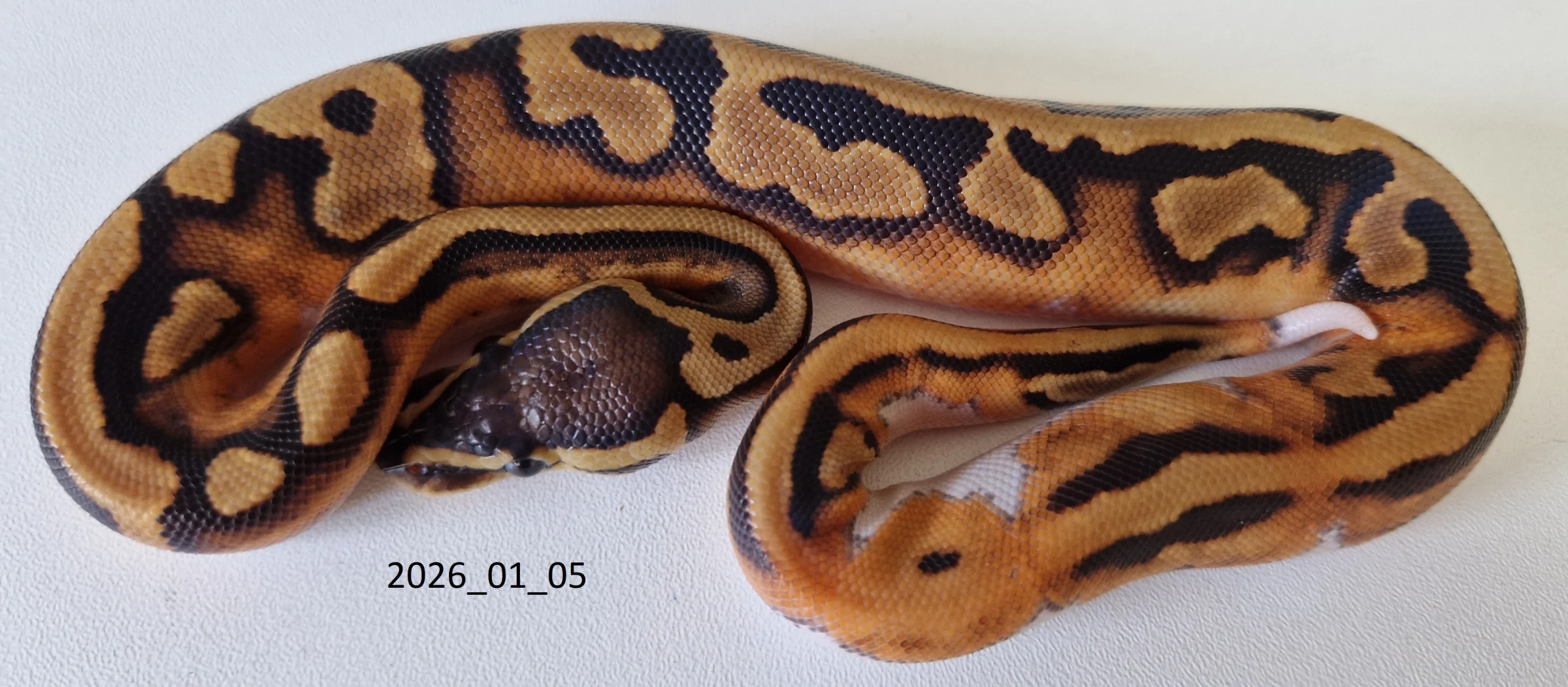 Königspython 1.0 Piebald dhet Ultramel Hypo
