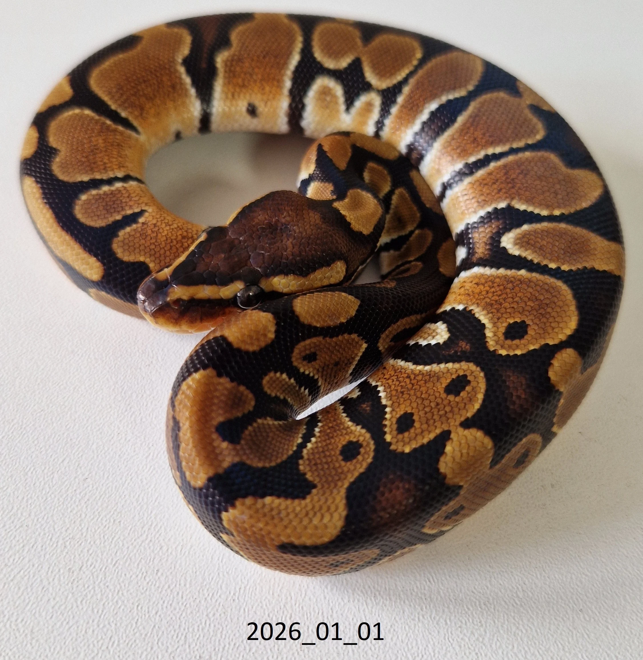 Königspython triple het Piebald Ultramel Hypo