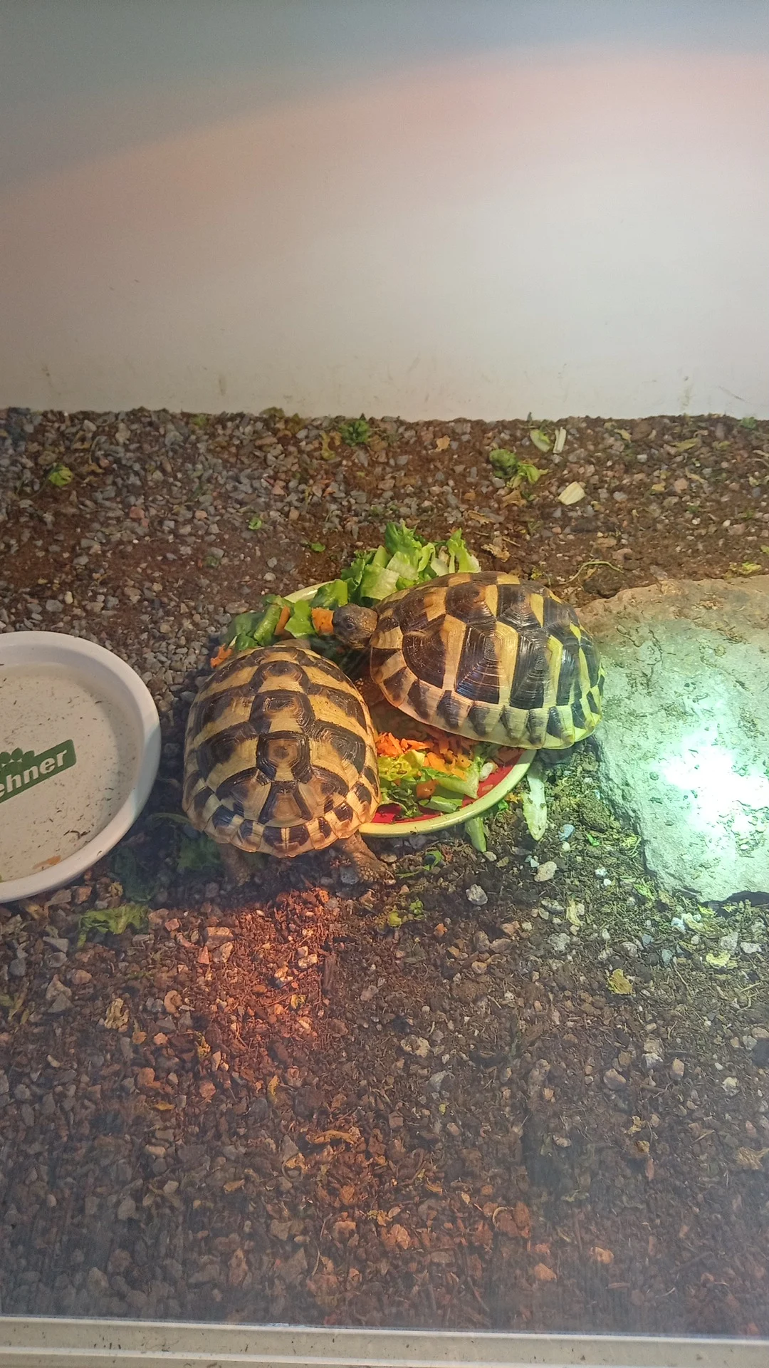 Griechische Landschildkröten abzugeben