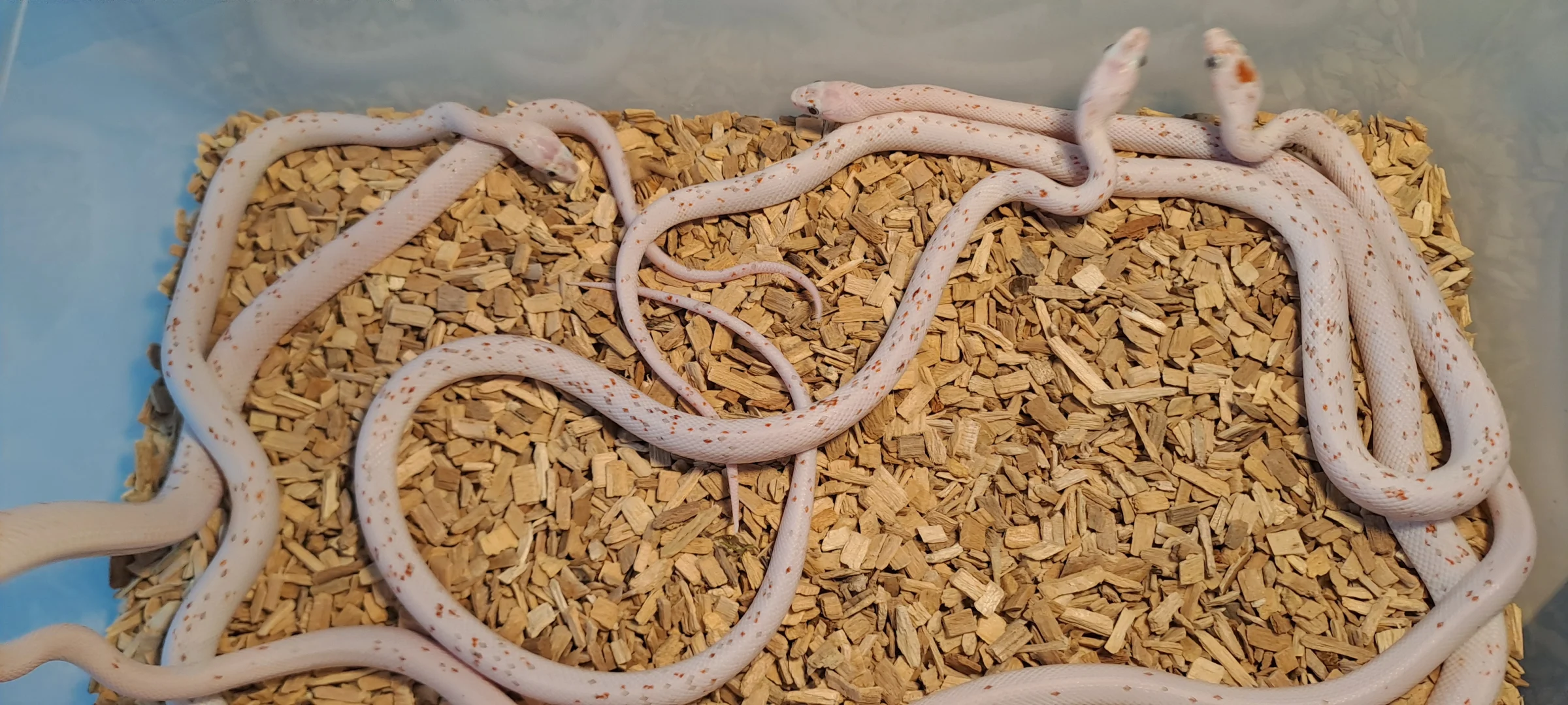 7 x Palmetto Pantherophis guttatus Keine Bug Eyes.