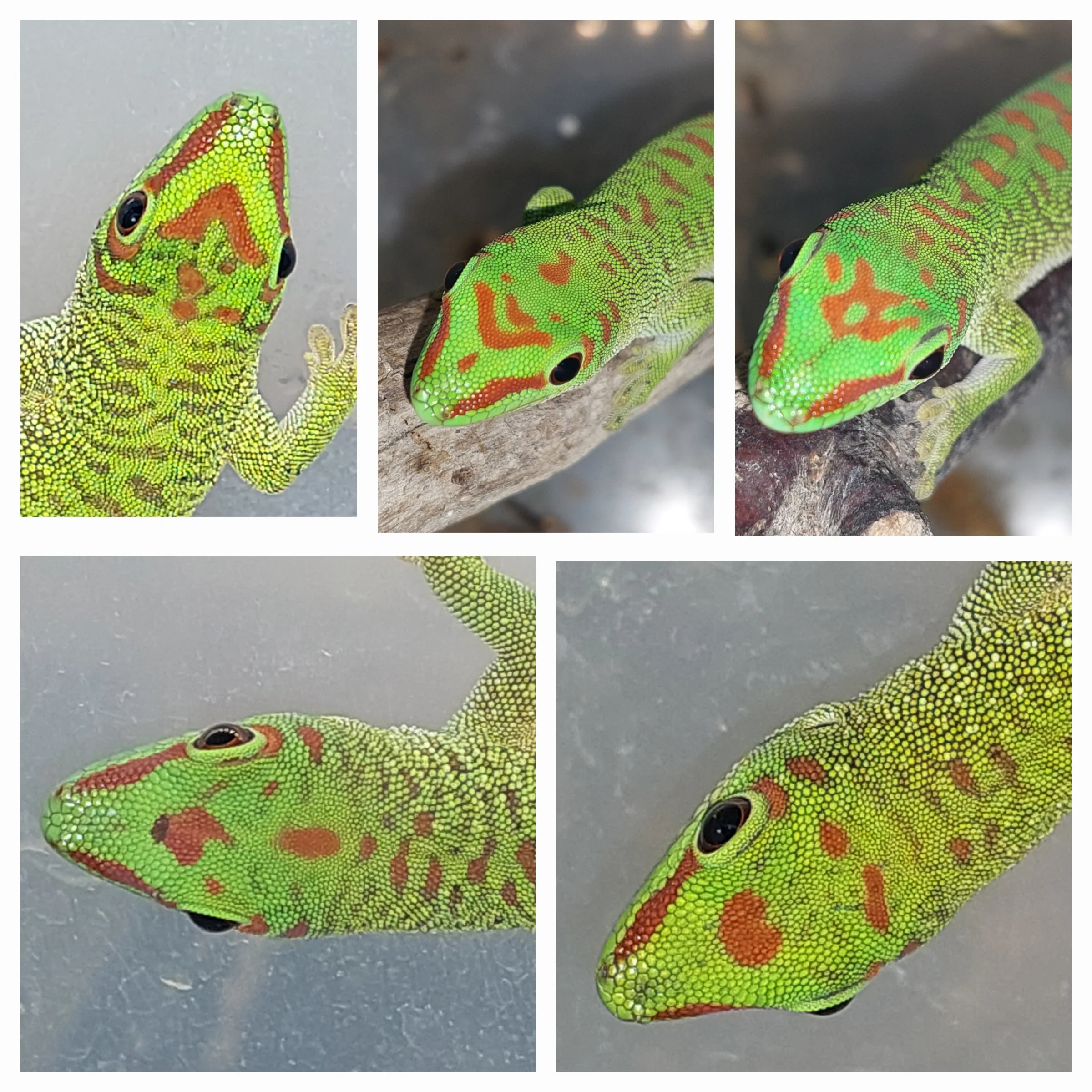 Phelsuma grandis laufend abzugeben