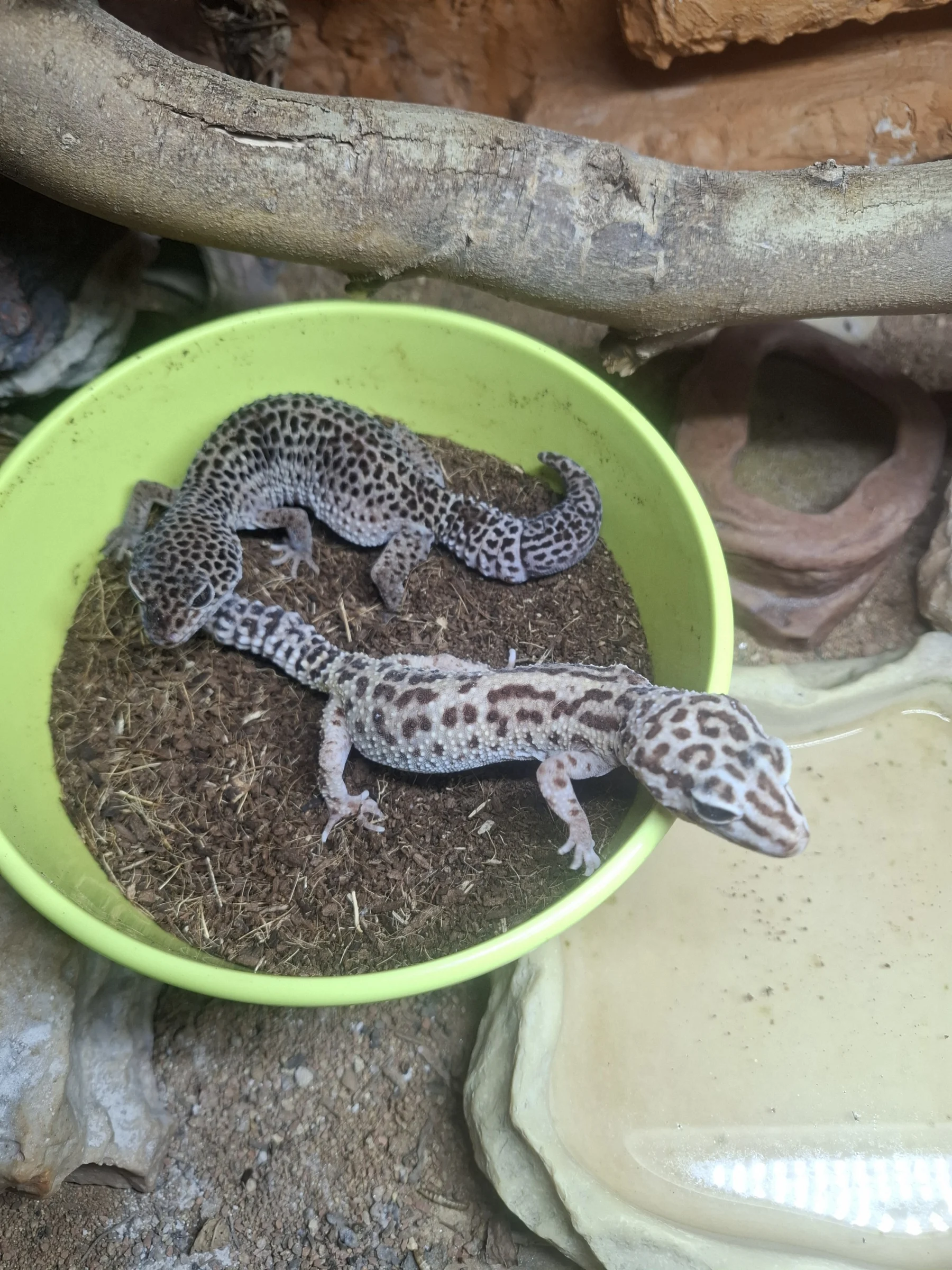 Leopardgeckos