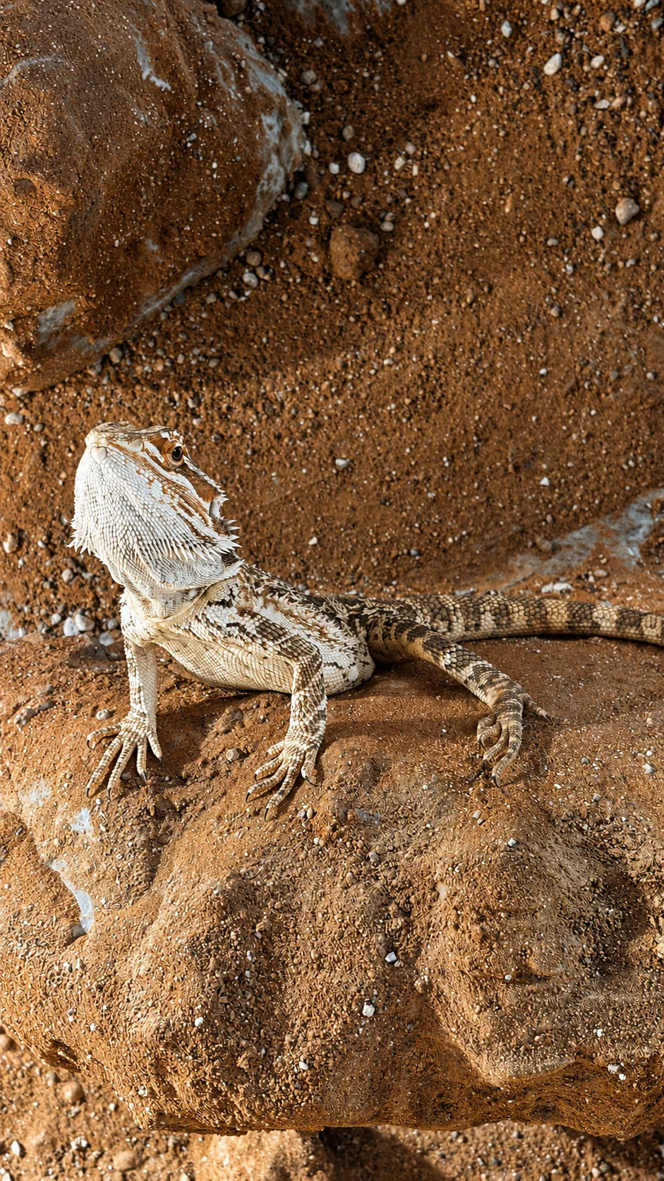 Bartagame mit Terrarium und Technik