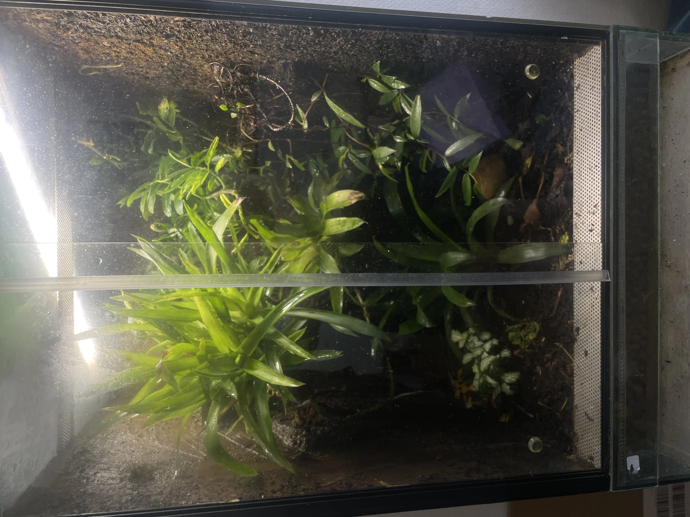 Jungferngecko (Lepidodactylus lugubris) im Raum Stuttgart gesucht