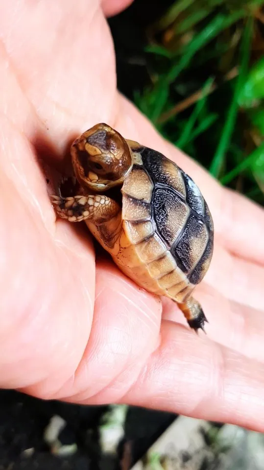 Breitrandschildkröten Nachzuchten