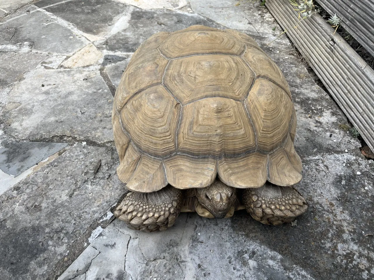 Spornschildkröte Sulcata weiblich