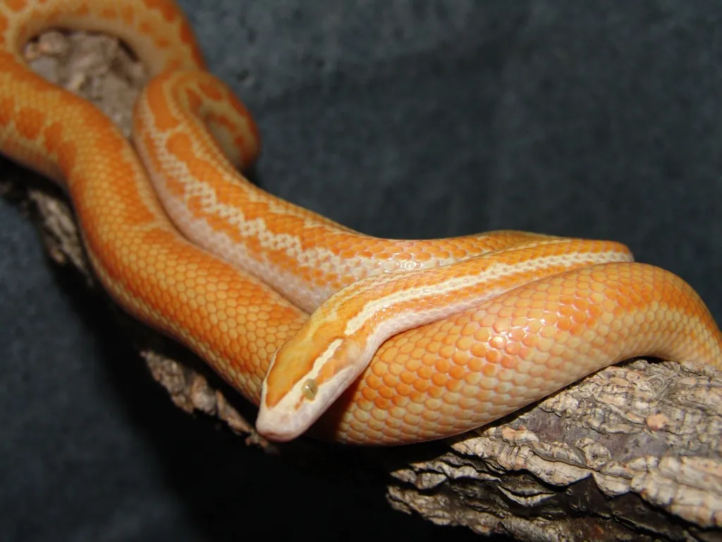 Albino-Hausschlangen (Lamprophis capensis)