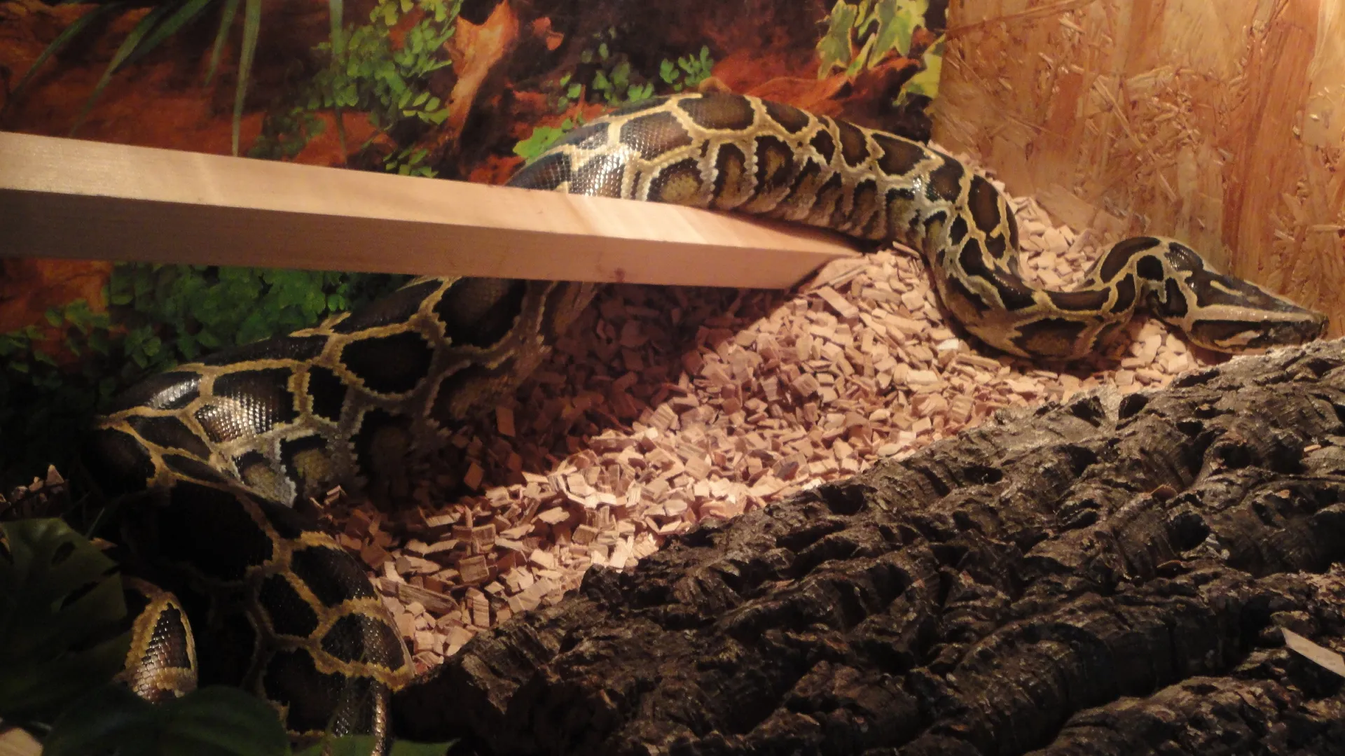 Tigerpython u. gelbe Anaconda