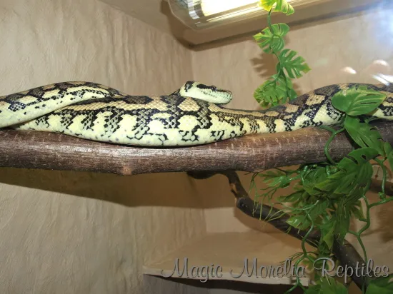 Caramel Teppichpython / Morelia Spilota Bock 2009