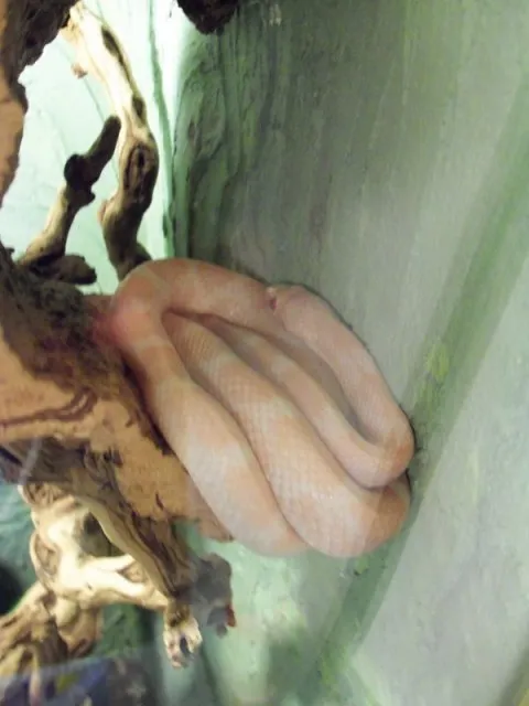 kükennatter(het. albino) & erdnatter(snow)