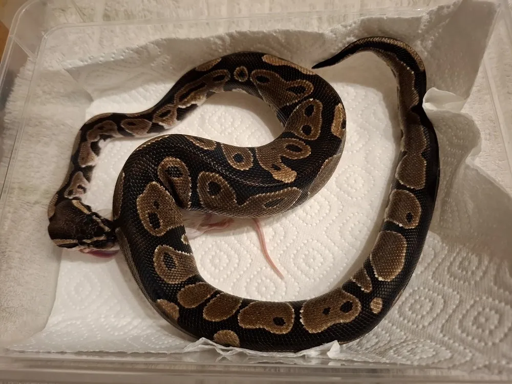 5 Königspythons abzugeben