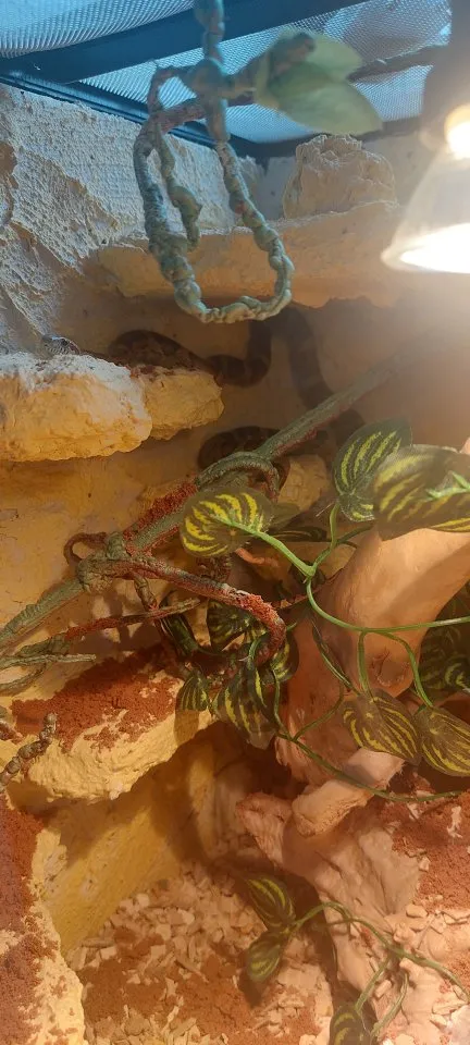 Pantherophis guttatus wild Farben