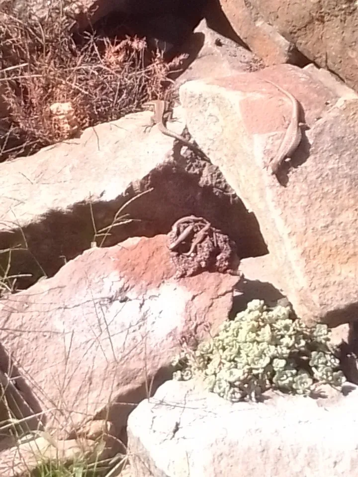 Mauereidechsen/Podarcis muralis