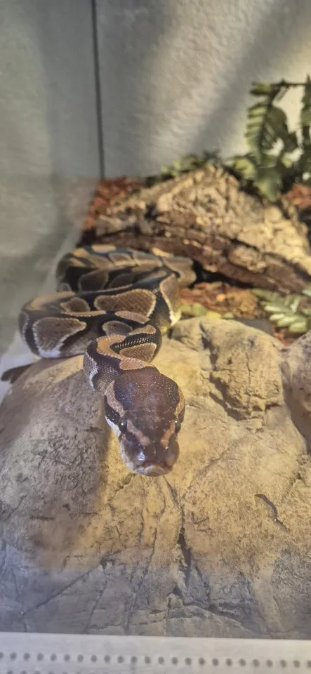 Königspython (Python regius) + großes Terrarium & Zubehör