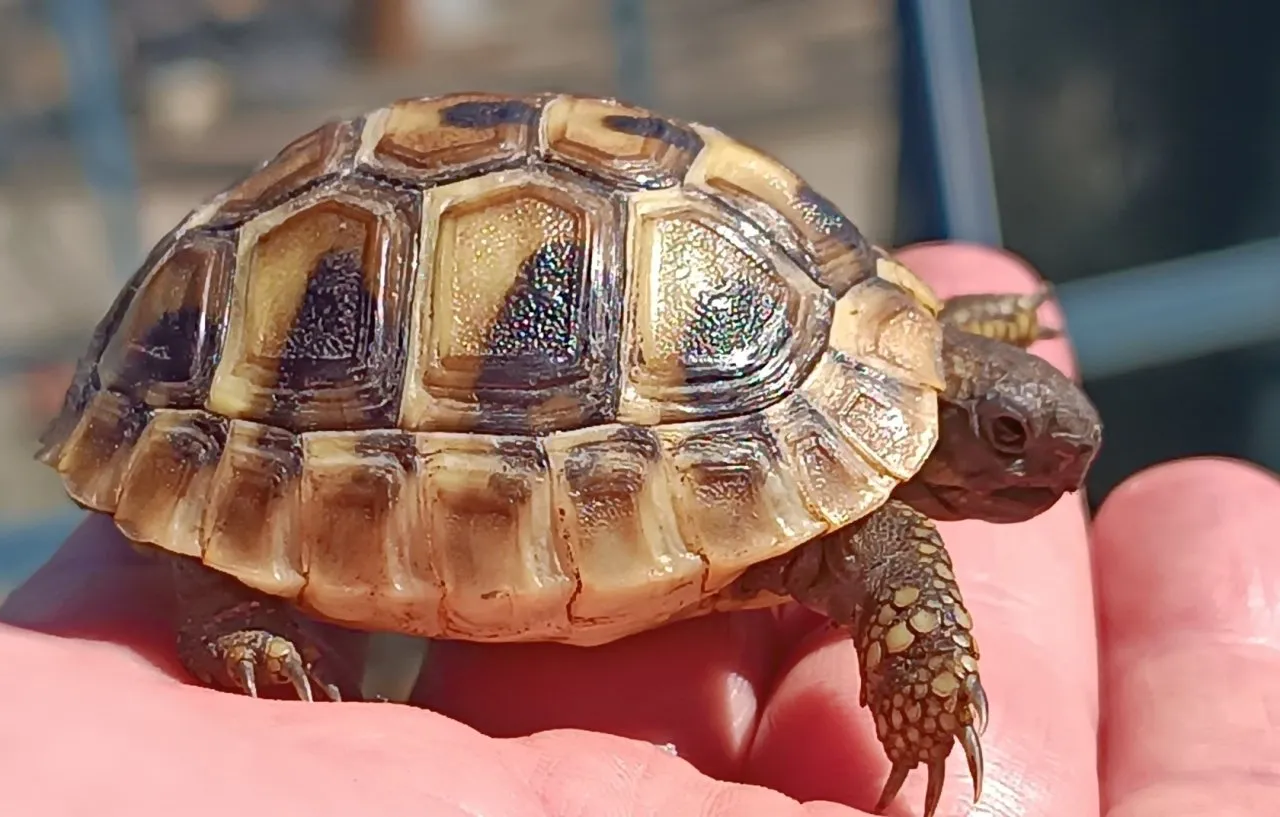 Griechische Landschildkröten Nachzucht 2025 abzugeben.