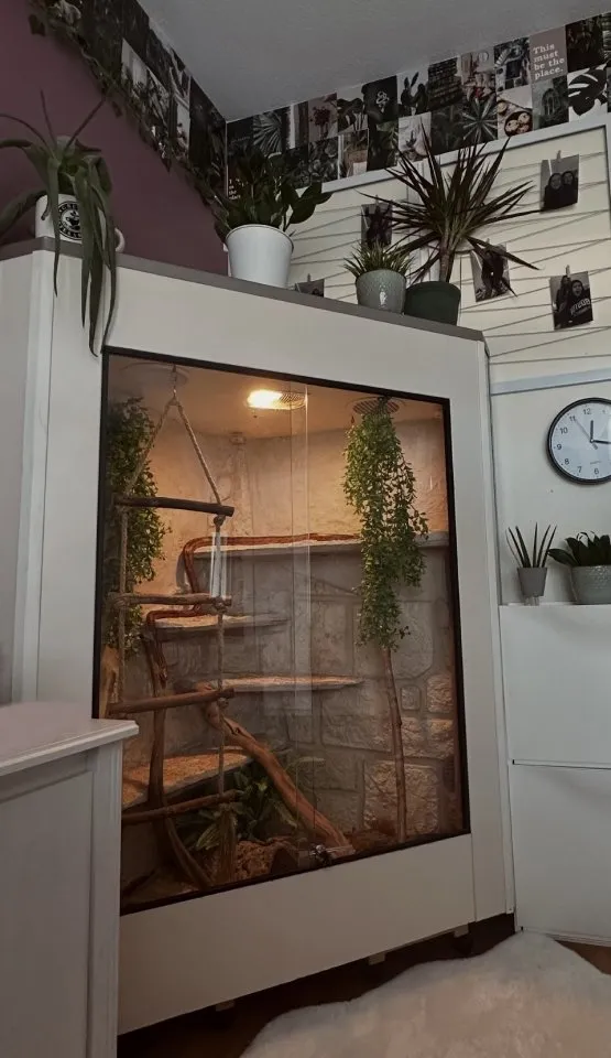Großes Eck-Terrarium mit Glasfront