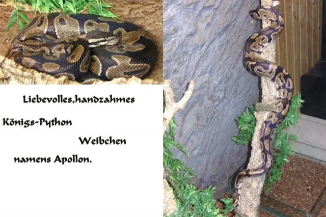 Handzahme,liebevolle Königs-Python + Terrarium/klein/groß abzugeben