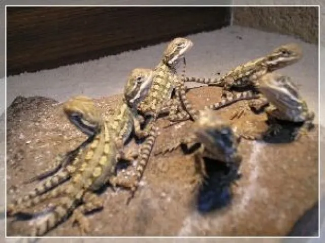 Junge Zwergbartagamen (Pogona henrylawsoni)