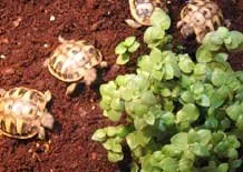 Griechische Landschildkröten alle Unterarten (Thh, Thb und Thherc)