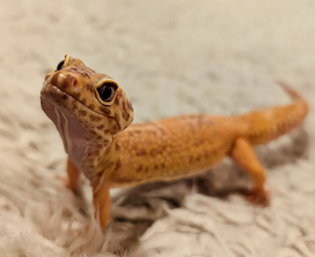 Weiblicher Leopard Gecko Giant (Kreis Ludwigsburg)