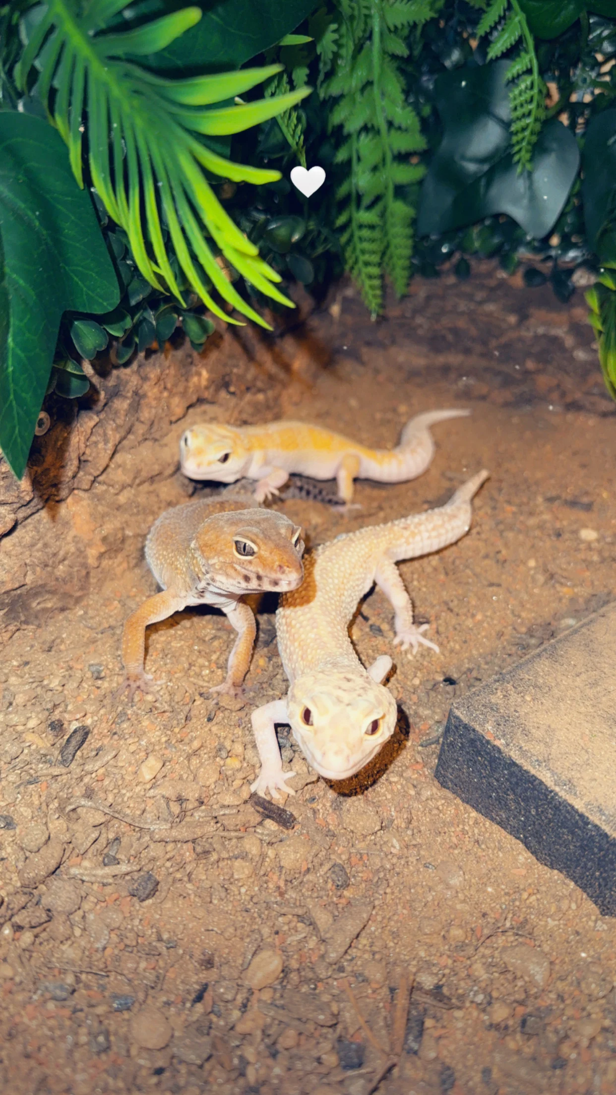 Etablierte Leopardgecko-Gruppe zu verkaufen (Mit oder Ohne Terrarium)