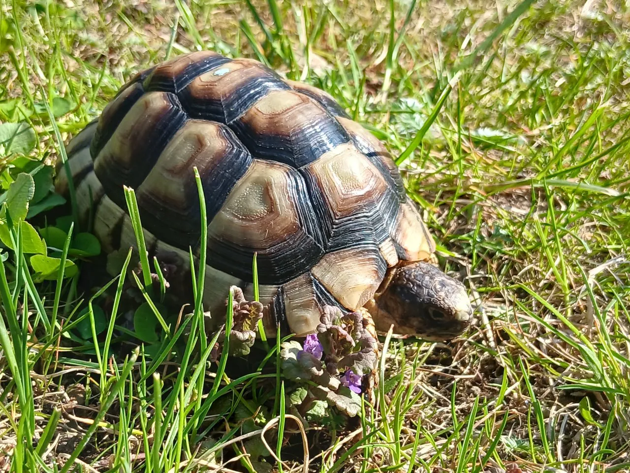Breitrand-Schildkröten (marginata) - NZ 2020 und 2021 - günstig abzugeben