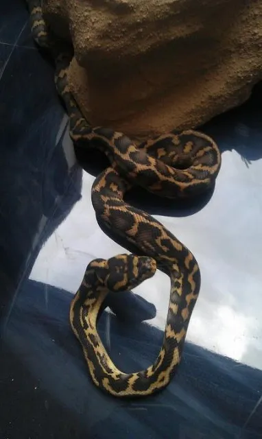 Morelia Spilota Pärchen abzugeben! TOP Genetik 150 Euro. Übergabe in Hamm mög