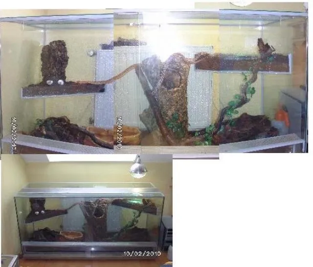Riesen terrarium mit 5 Kornnatter + kopl. Zubehör