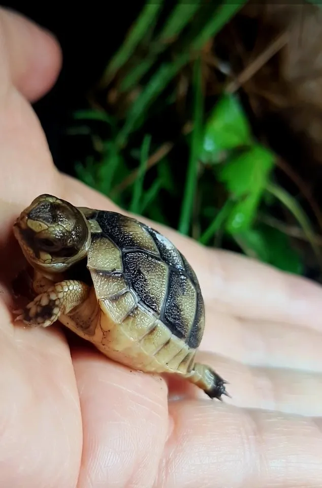 NZ Breitrandschildkröte Babys 2025