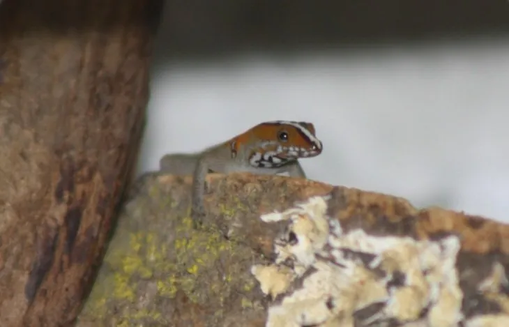 Gonatodes vittatus 0.0.4 Zwerg-Streifengeckos