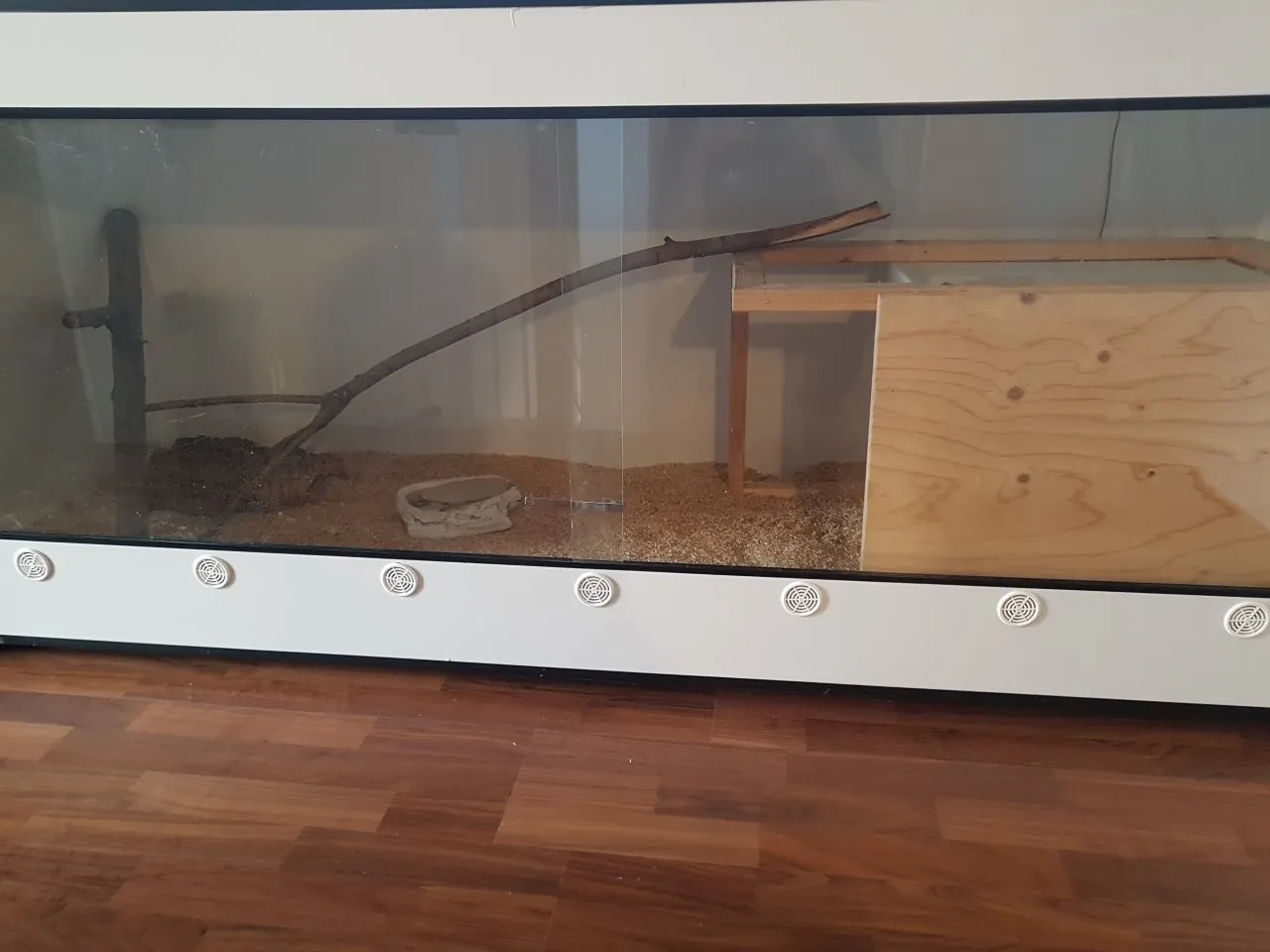 Boa constrictor imperator 1.0 Super Salmon DH Albino Sunglow (Lipstick)
