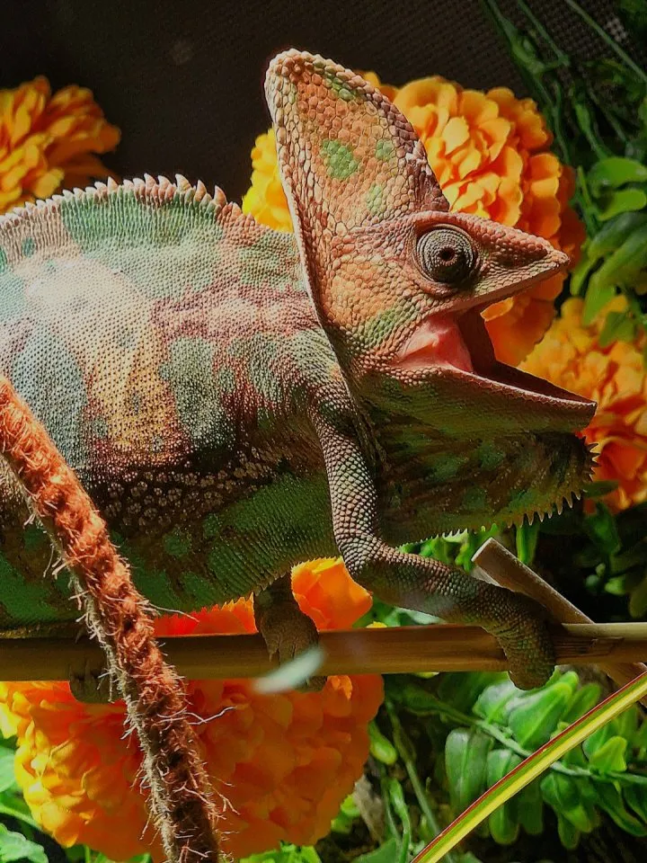 Verkaufe männliches Jemenchamäleon mit großen Doppelterrarium