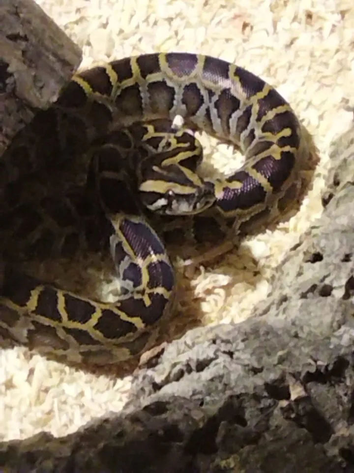 Tigerpython 0.1 von 22 erworben bei MS reptilien