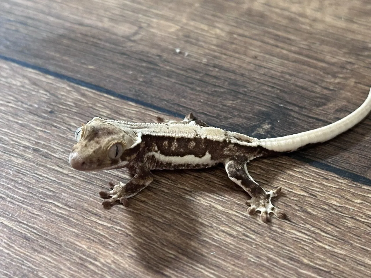 Atemberaubender Kronengecko Nachzucht (Quadstripe / Full Pinstripe)