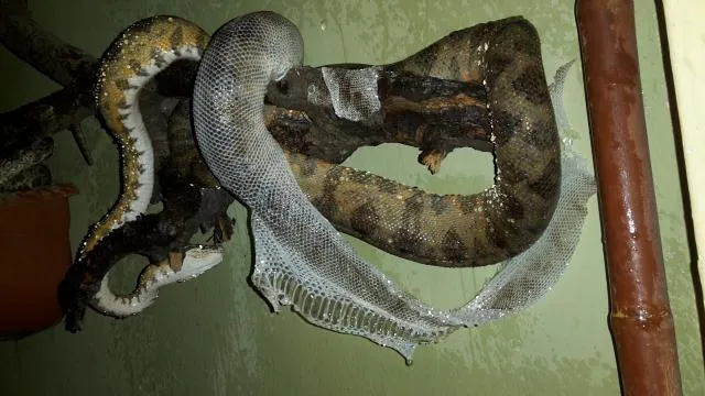 Corallus hortulanus