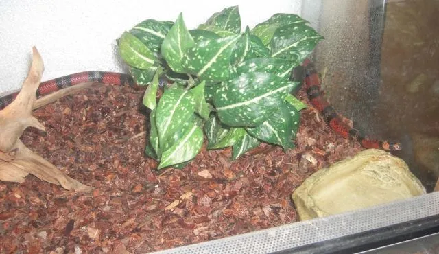 1.1 Lampropeltis triangulum hondurensis  Milchnattern