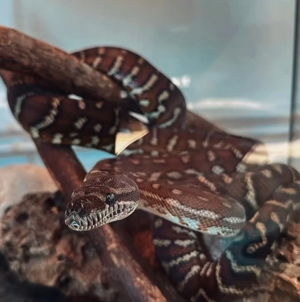 Zentralaustralische Teppichpython
