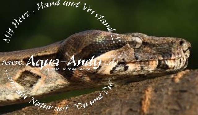 Boa constrictor | reptilien-kleinanzeigen.net