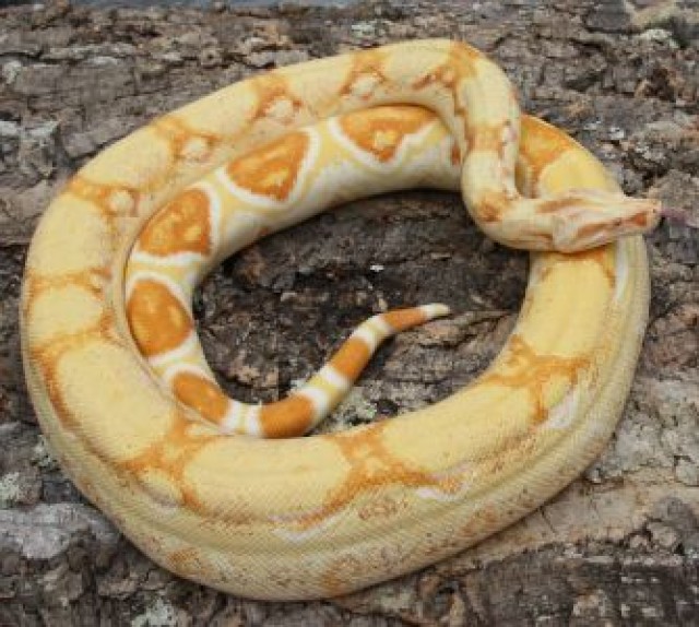 yellow white albino boa constrictor